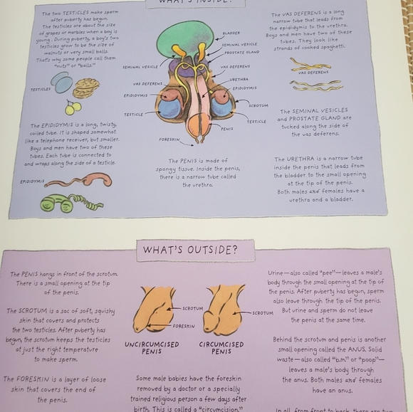 It's so amazing Robie h Harris a book about eggs,sperm,birth,babies body changes - Picture 3 of 4